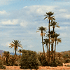 La palmeraie de Ouarzazate