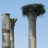 Les colonnes de Volubilis