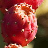 Figues de barbarie