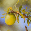 Noix d'argan