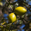 Noix d'argan