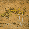 L'arbre d'or