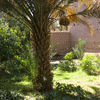 Les ombres des jardins