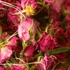 Boutons de rose
