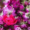 Rosebud