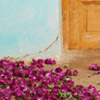 La porte aux boutons de rose