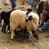 Le souk aux moutons, Rissani