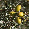 Noix d'argane