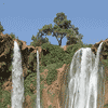 La Cascade et l'Olivier