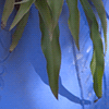 Bleu à Majorelle