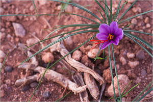 Fleurs de safran