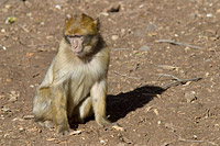 Macaque